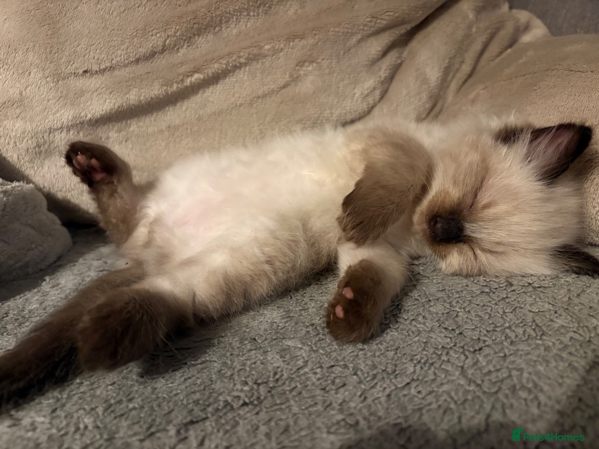 Ragdoll cats Pure Ragdoll 2 boys left 💚🧡 - Advert 9