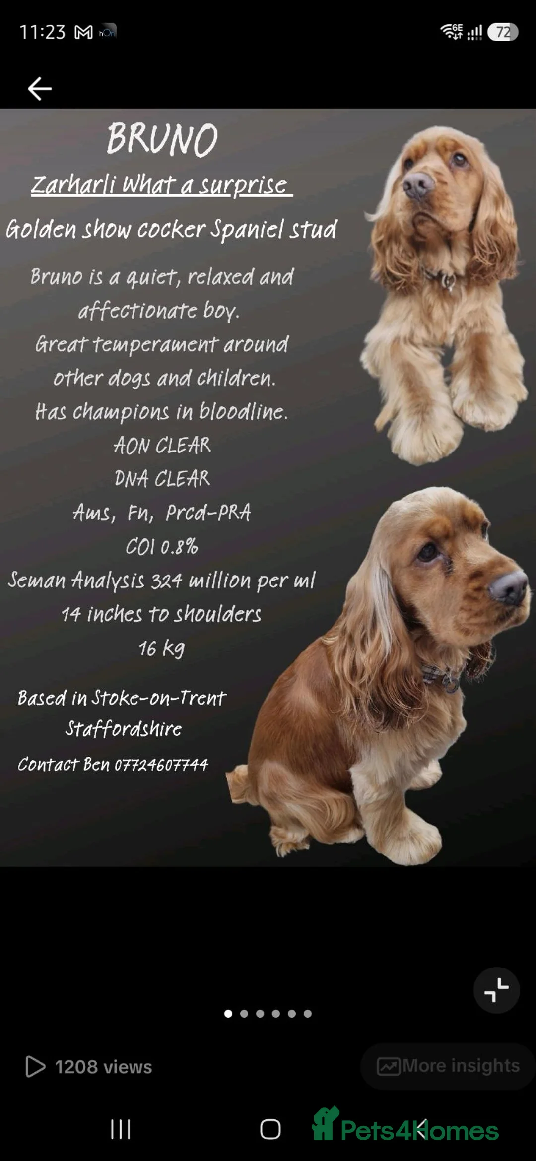 Cocker Spaniel dogs for stud: KC Golden Show Cocker Stud - Advert 2