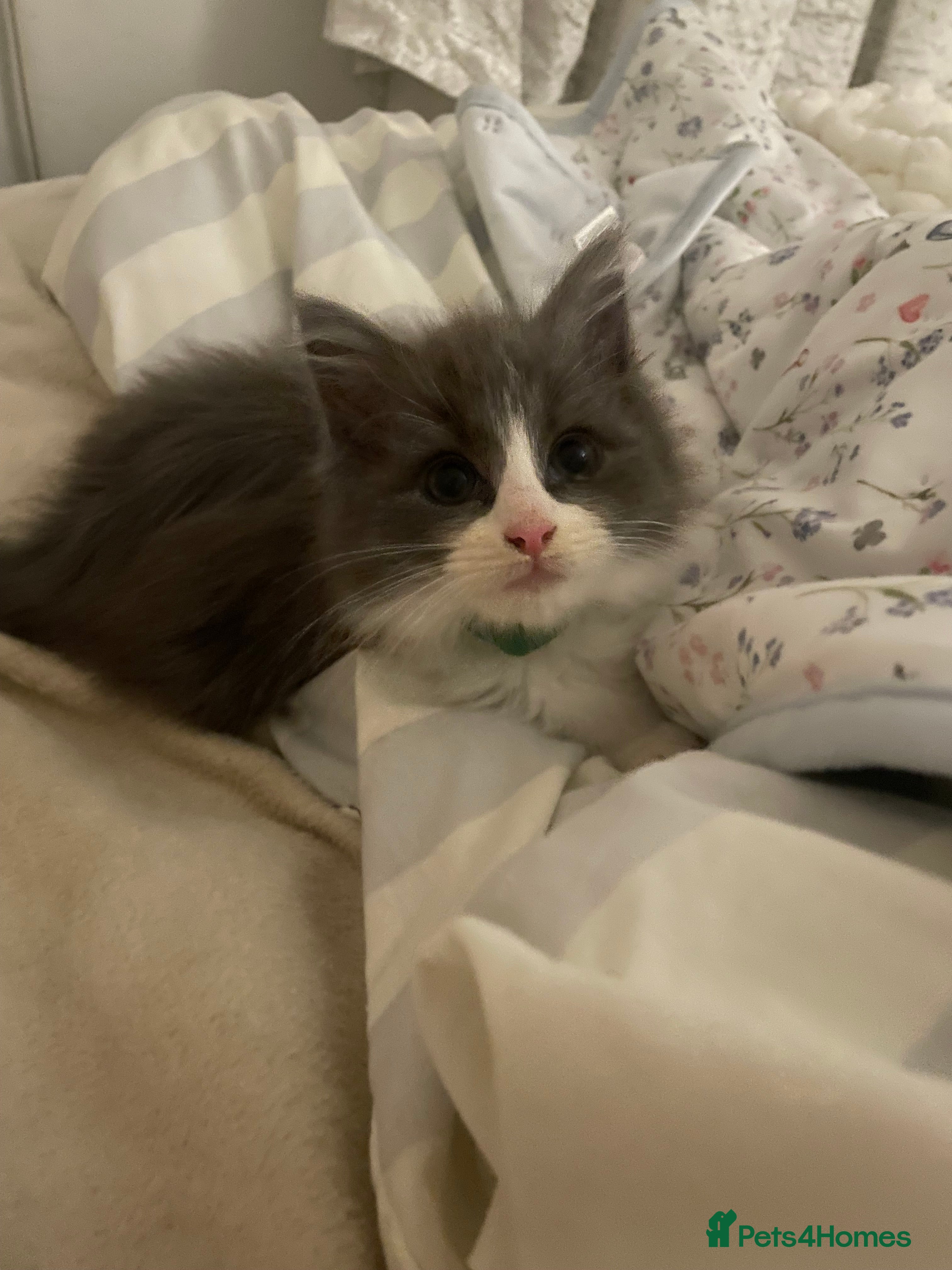 Maine Coon cats 💓ONLY ONE Beautiful Mainecoon/Ragdoll  Kittens💓 - Advert 3