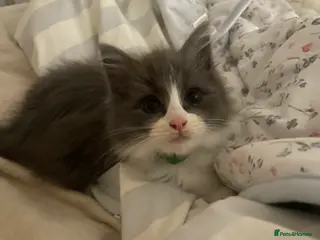 Maine Coon cats 💓ONLY ONE Beautiful Mainecoon/Ragdoll Kittens💓 - Advert 3