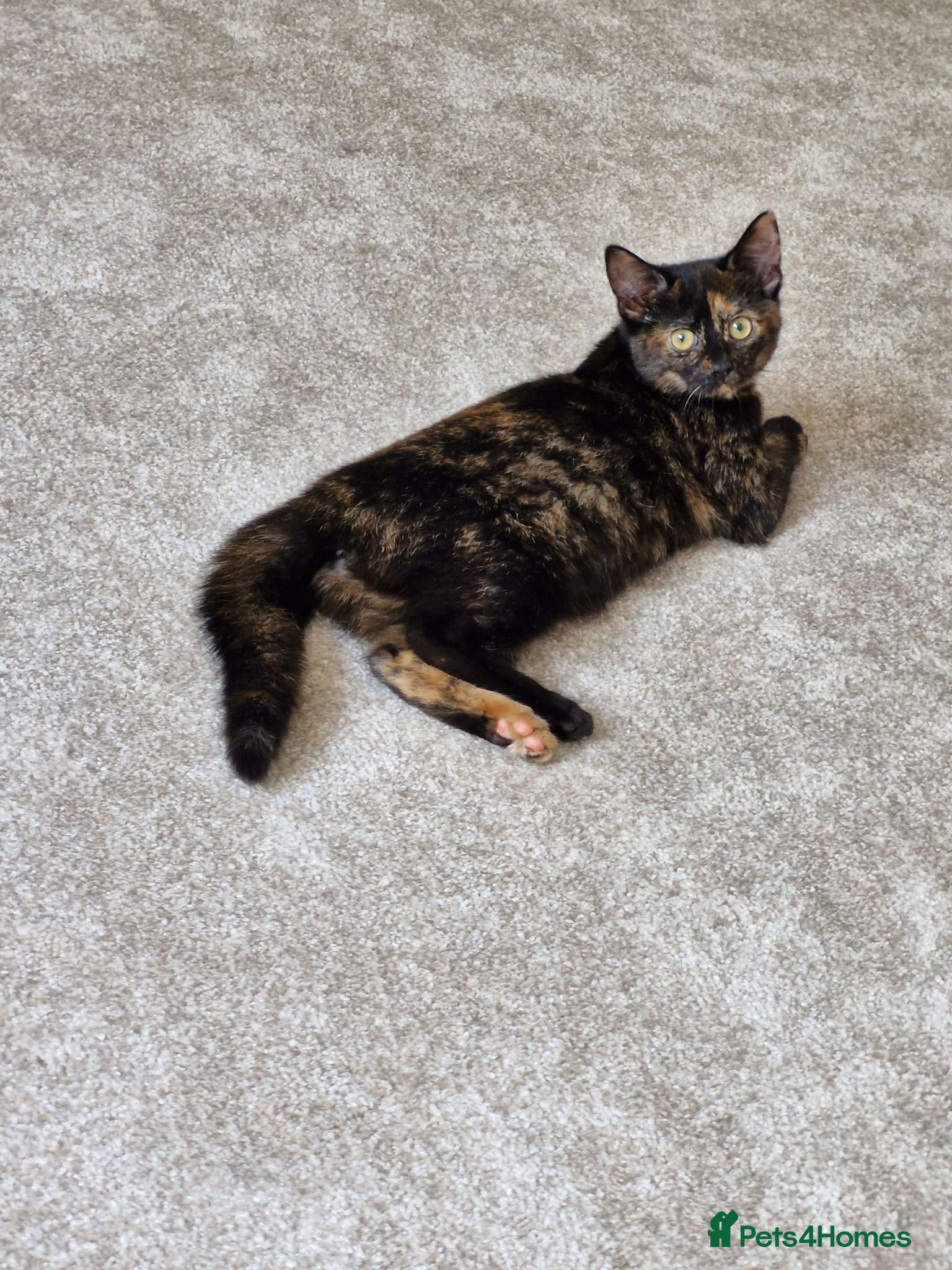 Mixed Breed cats Female Tortie kitten  - Advert 8