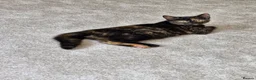 Mixed Breed cats for sale: Female Tortie kitten  - Advert 1