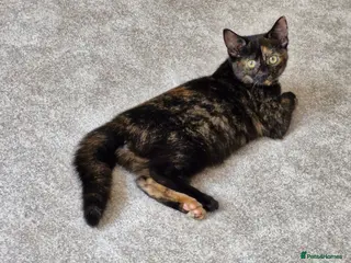 Mixed Breed cats Female Tortie kitten - Advert 1