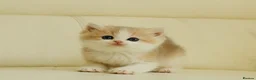 British Shorthair cats for sale: Rare color Bicolor Lilac Golden Chinchilla  - Advert 7