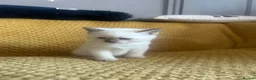 British Shorthair cats for sale: Pair of BSH boys ready in one week  - Advert 18