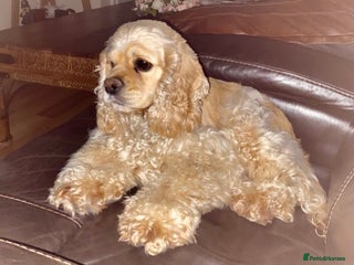 Cockapoo dogs for sale: Yankee doodles cockapoos - Advert 1