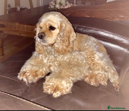 Cockapoo dogs Yankee doodles cockapoos - Advert 1