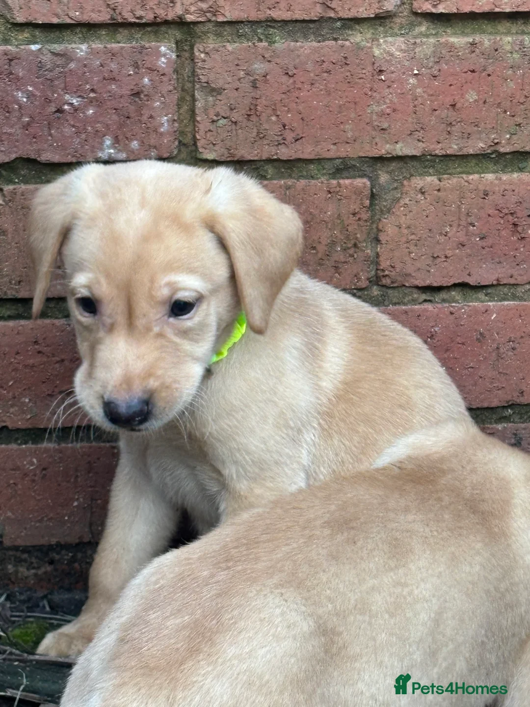 Labrador Retriever dogs for sale: Ready now! Beautiful Labrador pups (KC Reg) - Advert 3