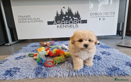 Poochon dogs for sale: 💥LAST STUNNING H/TESTED F1 POOCHON BOY READYNOW💥 - Image 13