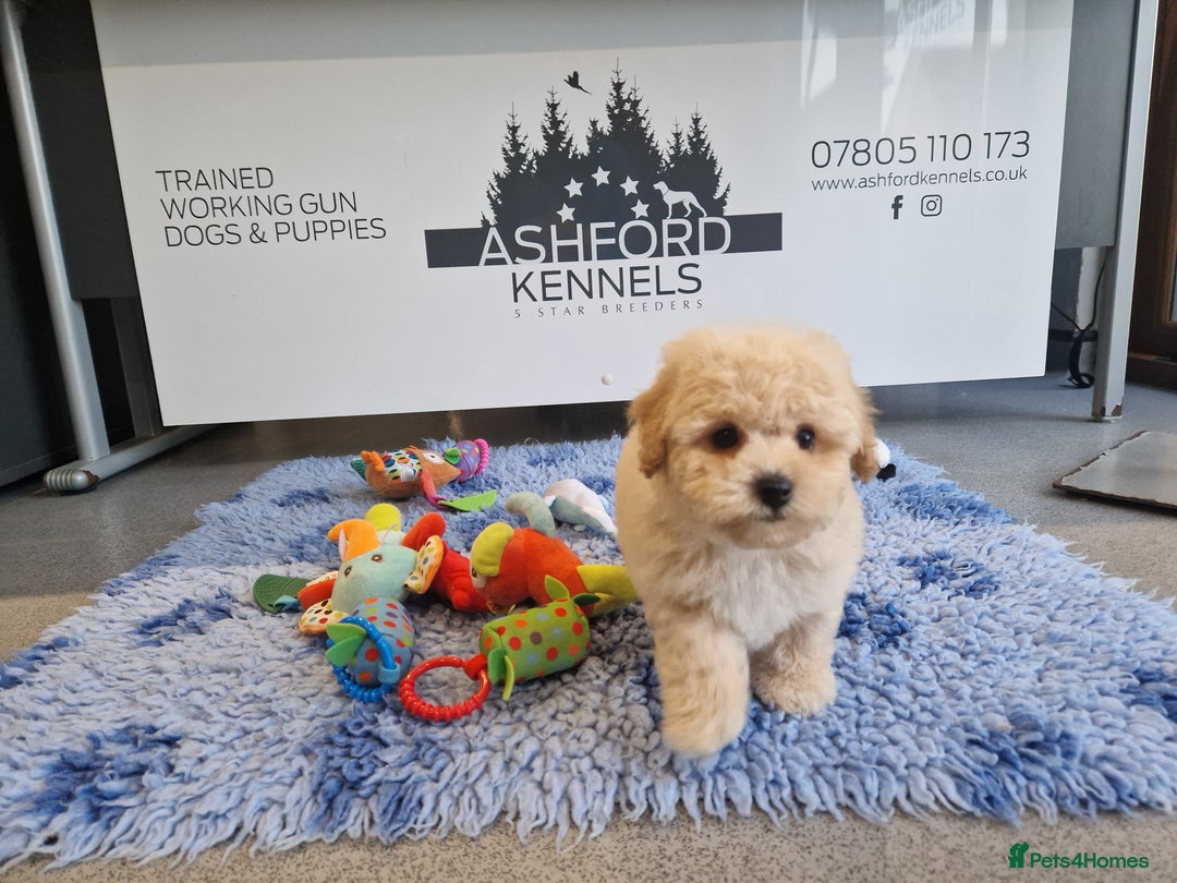 Poochon dogs for sale: 💥LAST STUNNING H/TESTED F1 POOCHON BOY READYNOW💥 - Image 13