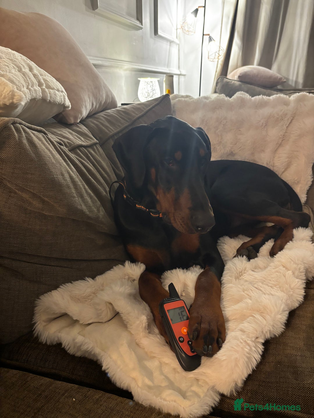 Dobermann dogs for sale: Walter - Advert 2