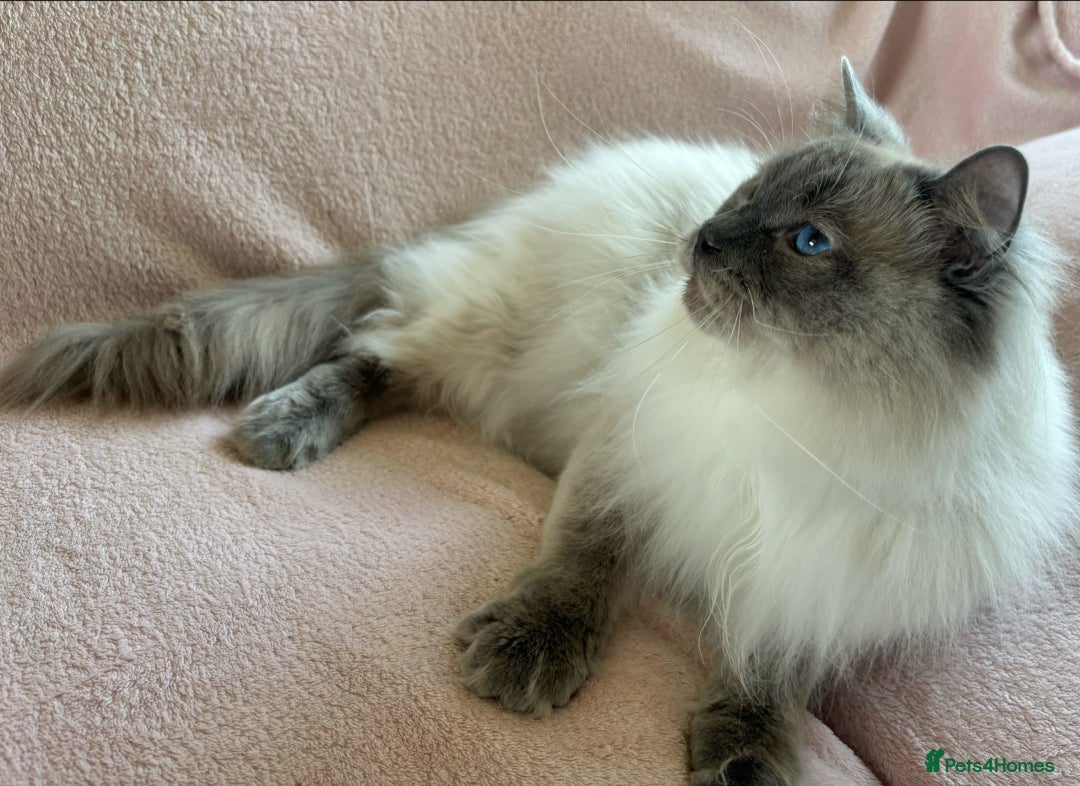 Ragdoll cats for sale: 2 1/2 year old GCCF Blue Colourpoint Available  - Advert 2
