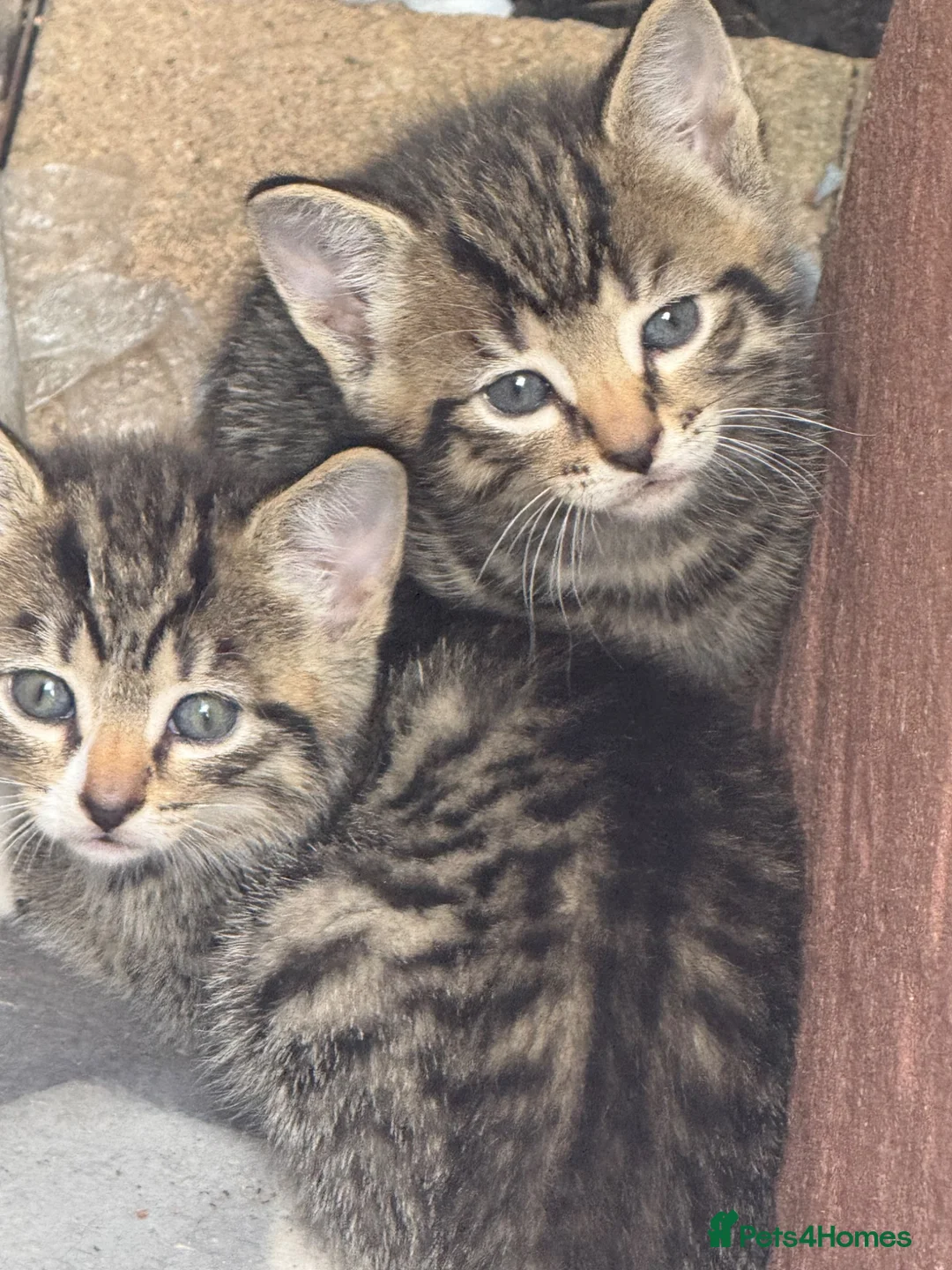 Domestic Shorthair cats for sale: Kittens available xx - Advert 1