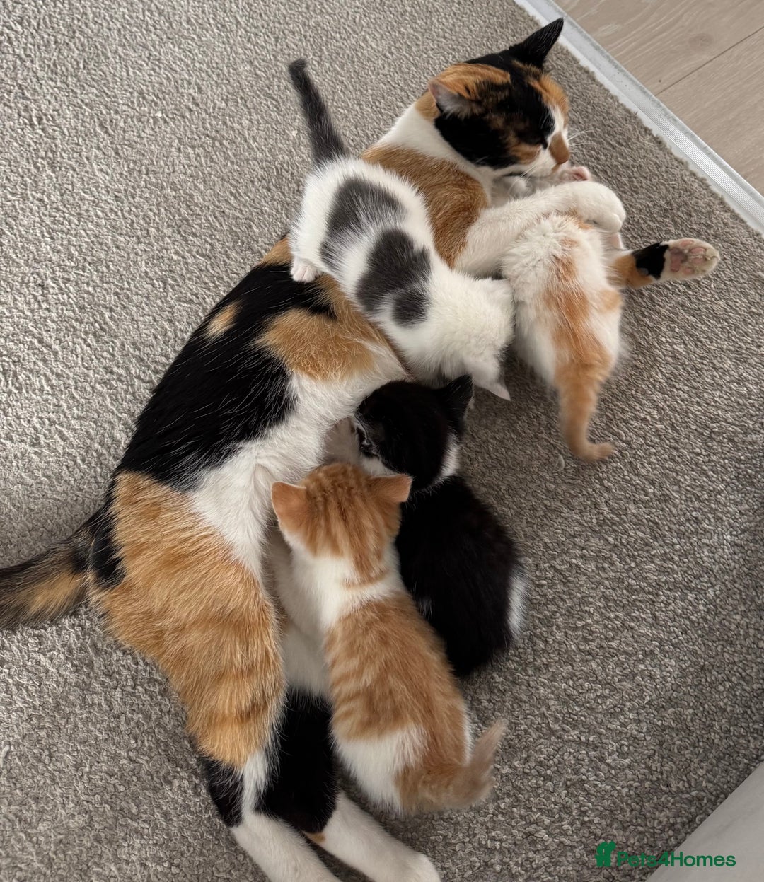 Mixed Breed cats for sale: 6 gorgeous kittens ready 14.09. 4 males, 2 females - Image 2
