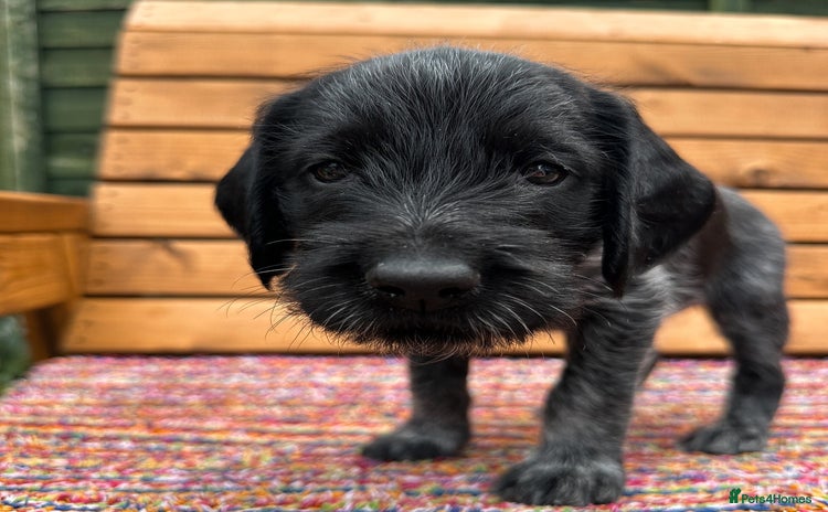 German Wirehaired Pointer dogs - Advert 6