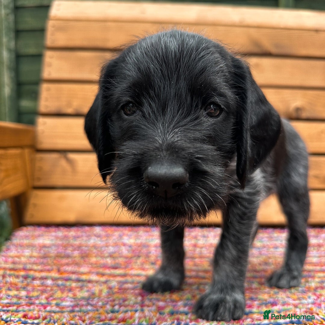 German Wirehaired Pointer dogs for sale: German Wirehaired Pointer Puppies for Sale - Image 2