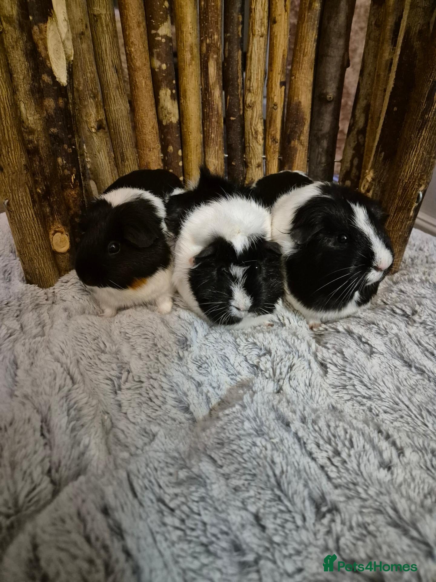 Guinea Pig rodents for sale: 3 Female Guinea pigs - Advert 4