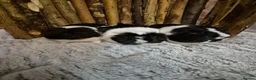 Guinea Pig rodents for sale: 3 Female Guinea pigs - Advert 1