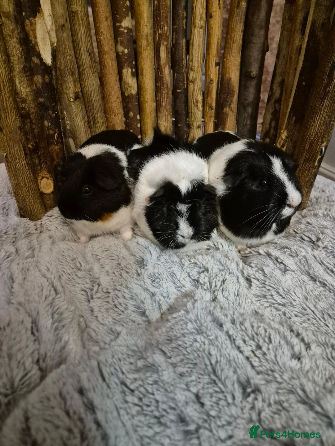 Guinea Pig rodents for sale: 3 Female Guinea pigs - Advert 1