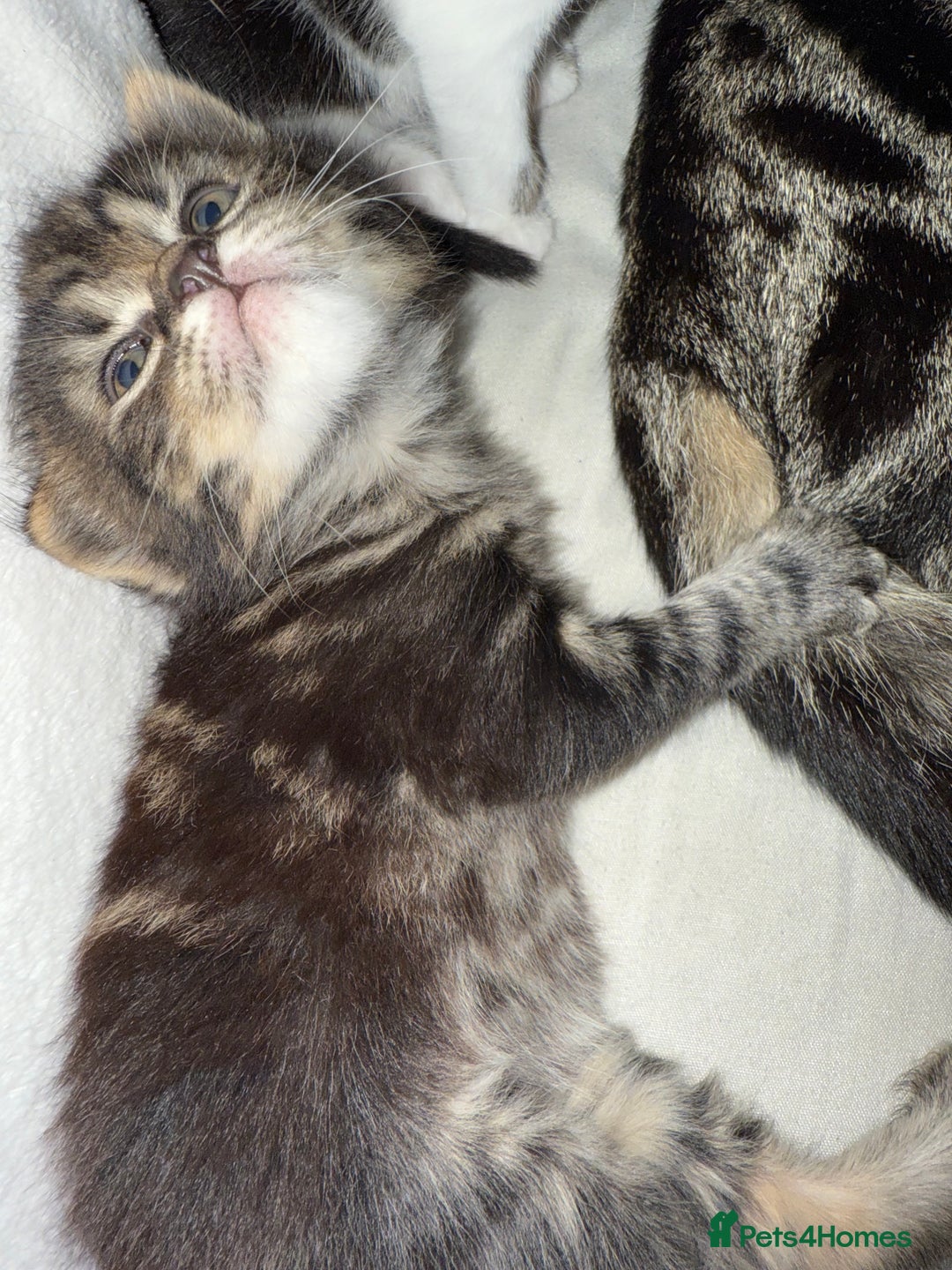 British Longhair cats for sale: Beautiful female kitten - Advert 4