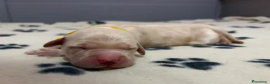 YELLOW PUP (BOY)