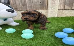 Cockapoo dogs for sale: COCKERPOO’S READY TO LEAVE NOW!  - Image 13