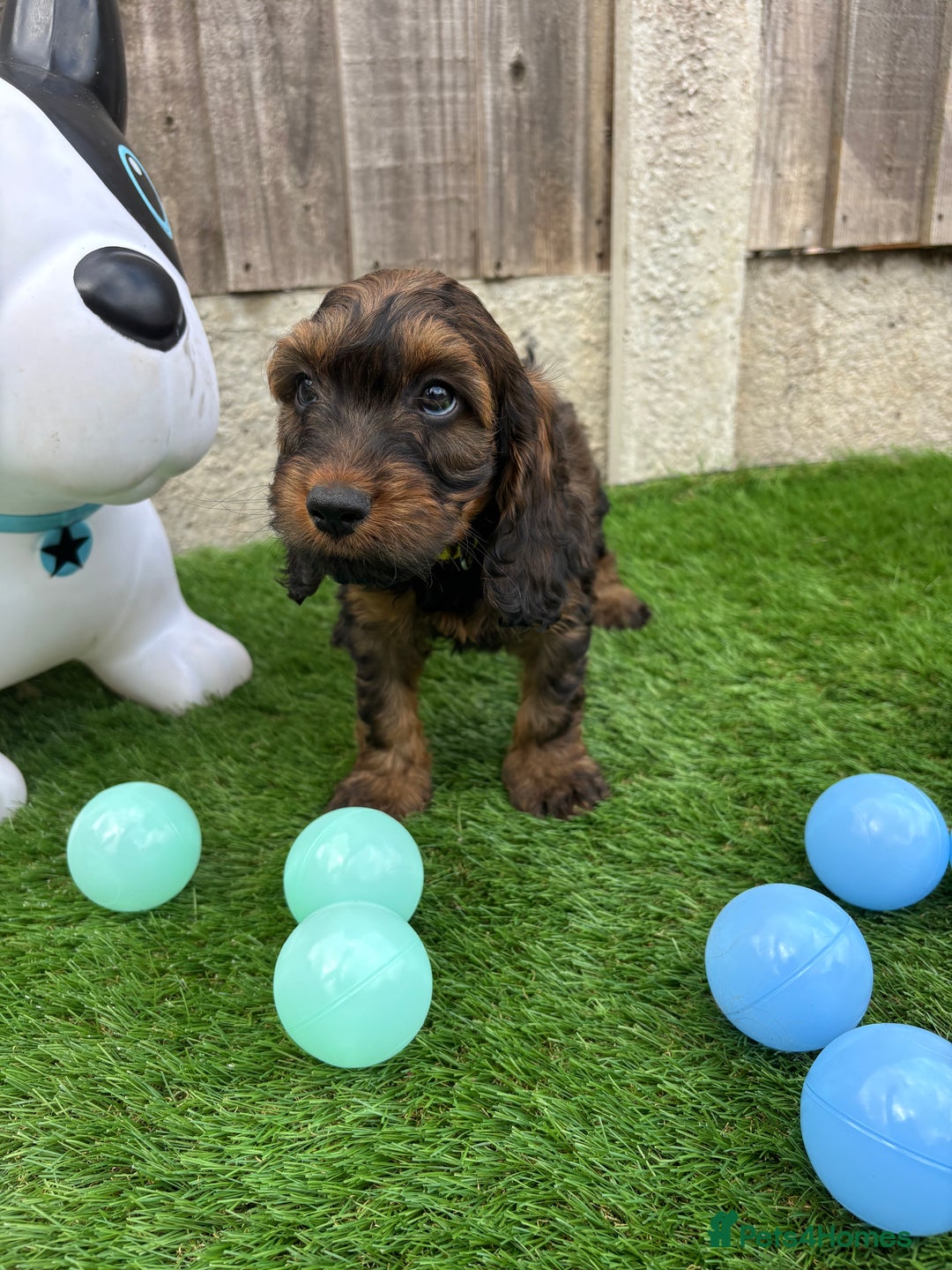 Cockapoo dogs for sale: COCKERPOO’S READY TO LEAVE NOW!  - Image 13