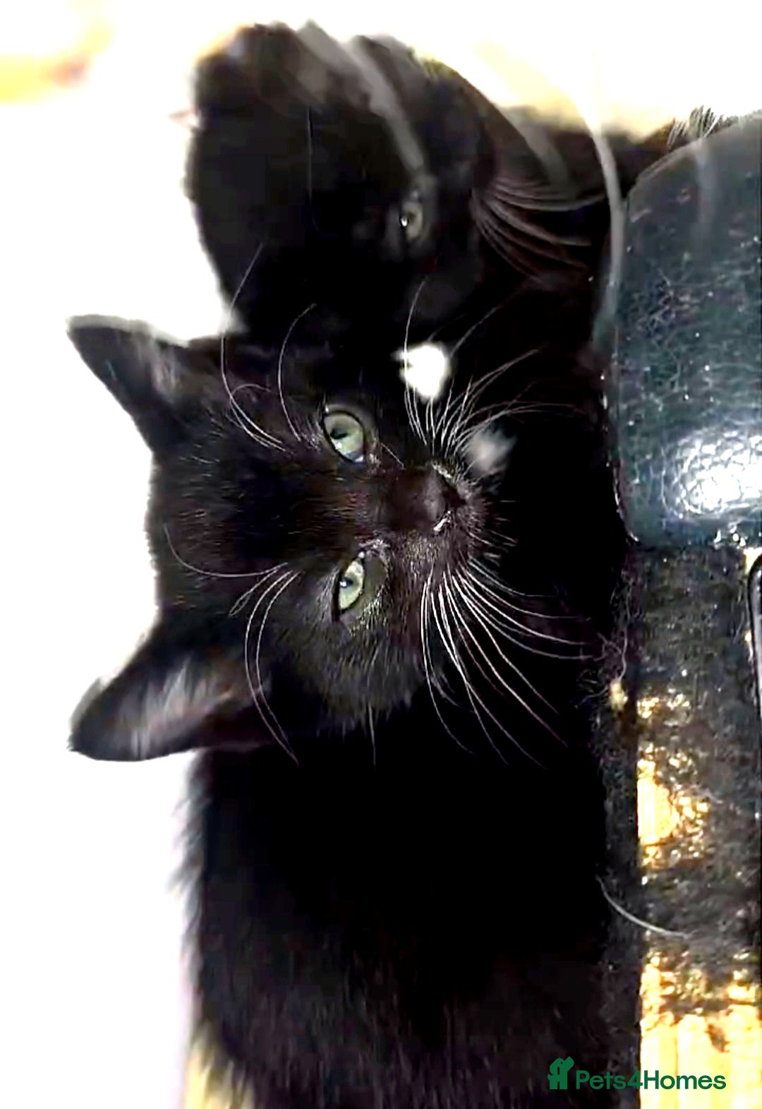 Mixed Breed Kitten 1