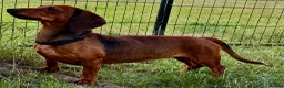 Dachshund dogs for adoption: 🐾 UTAN – Female Miniature Dachshund 🐾 - Advert 6