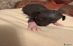 Mixed Breed dogs for sale: Beautiful hairless little boy chihuahua  - Advert 10