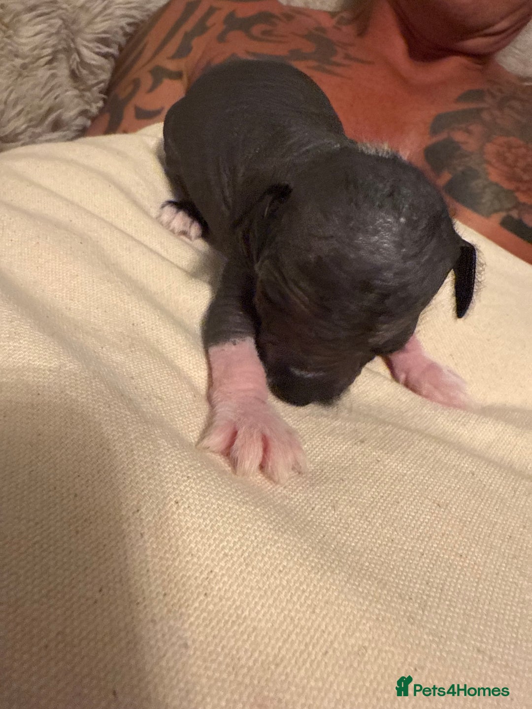 Mixed Breed dogs for sale: Beautiful hairless little boy chihuahua  - Advert 10