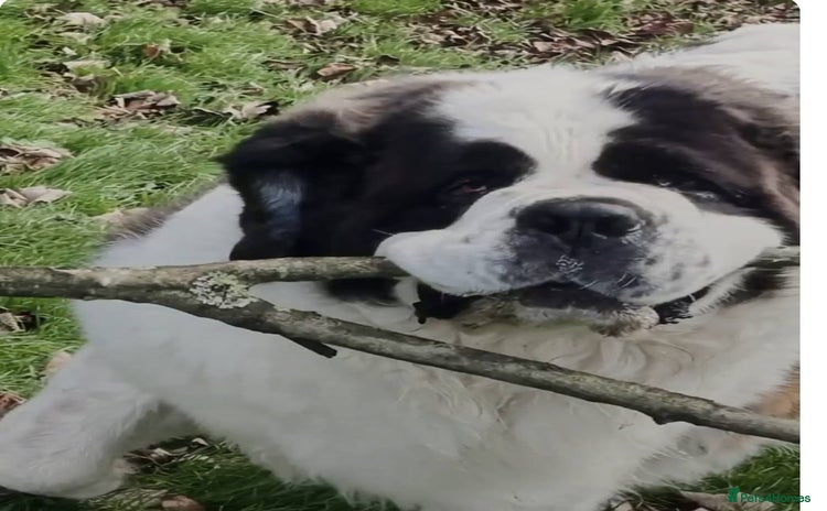 Saint Bernard dogs - Advert 2