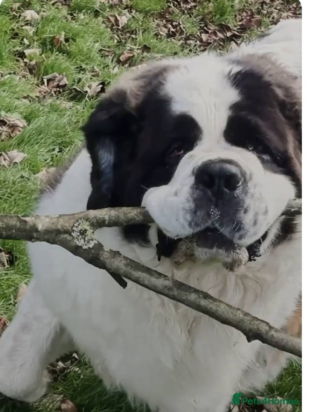 Saint Bernard dogs for sale: ****** - insured for life  - Image 1