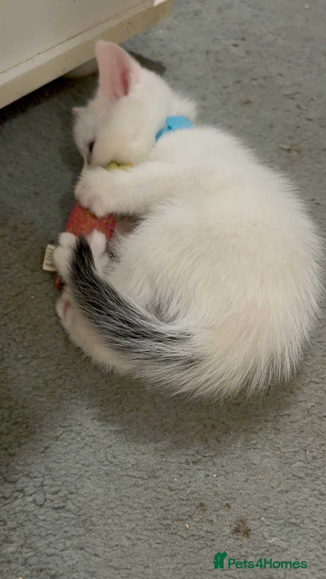 Domestic Shorthair cats for sale: Domestic Shorthairs - 6 Left - Advert 9