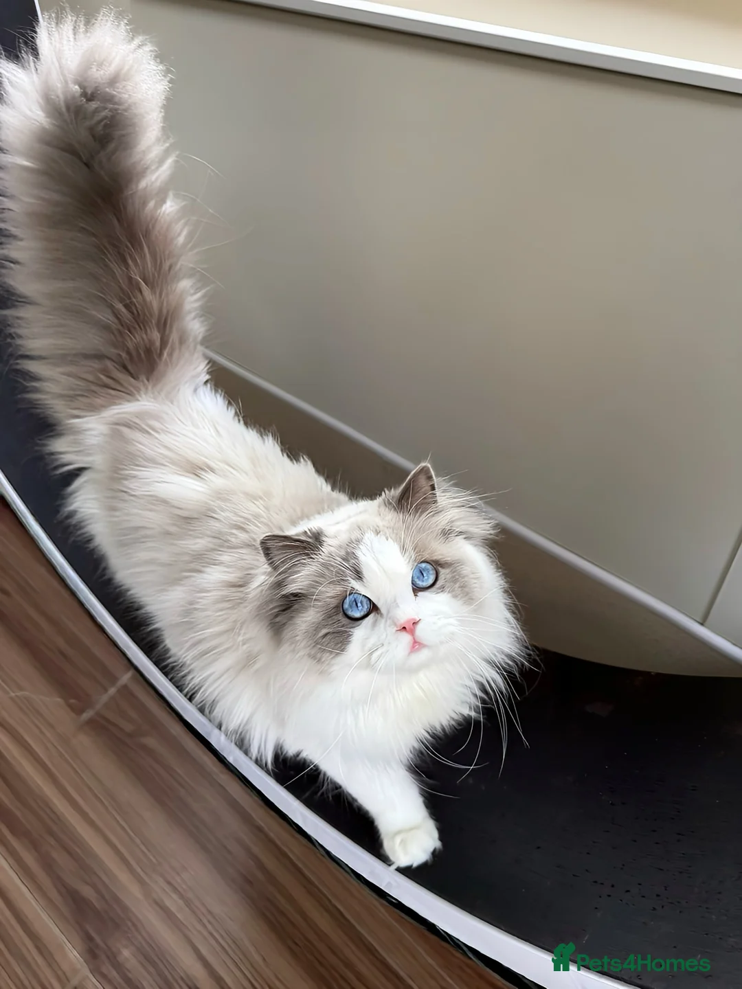 Ragdoll cats for stud: Active GCCF/TICA stunning Ragdoll Stud DNA tested  - Advert 3