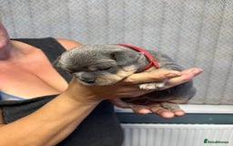 Mixed Breed dogs for sale: Frenchie cross puppy’s (80% frenchie) - Advert 27