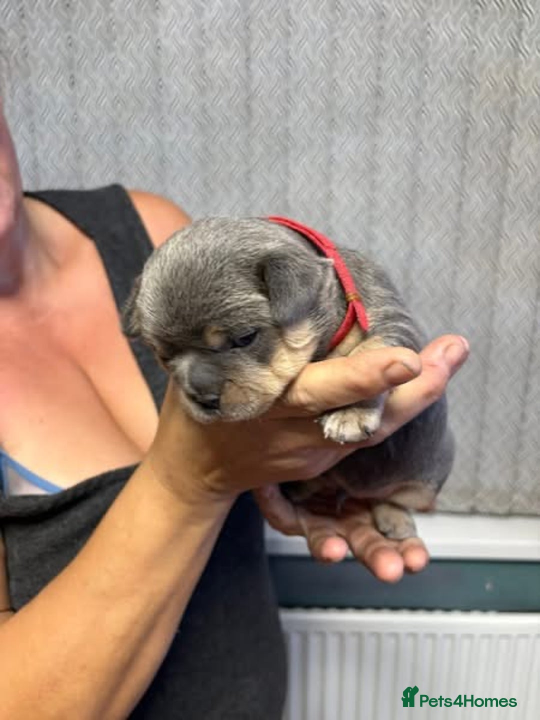 Mixed Breed dogs for sale: Frenchie cross puppy’s (80% frenchie) - Advert 27