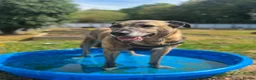 Mixed Breed dogs for adoption: Camel - Advert 1