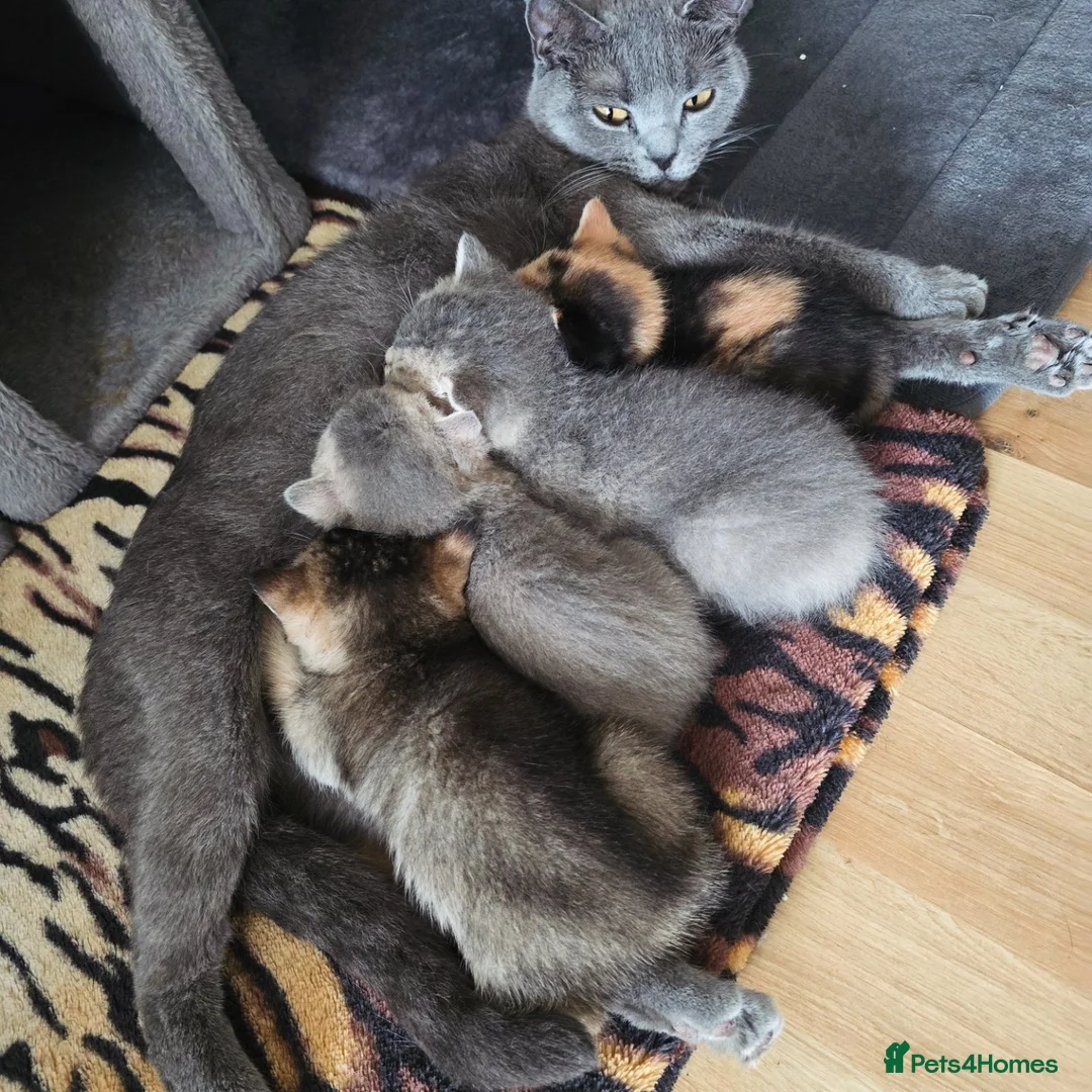 British Shorthair cats for sale: Beautiful Blue Eyes British Shorthair - Advert 1