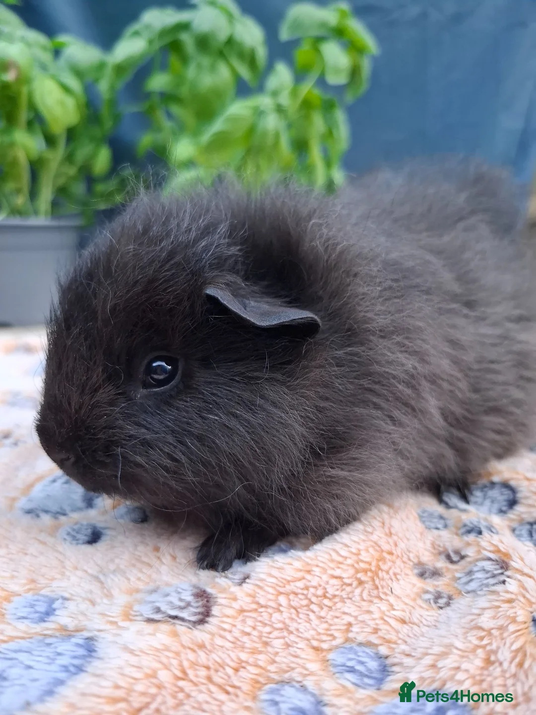 Guinea Pig rodents for sale: Swiss, Cali, Self Black & Smooth Baby Guinea Pigs - Advert 2