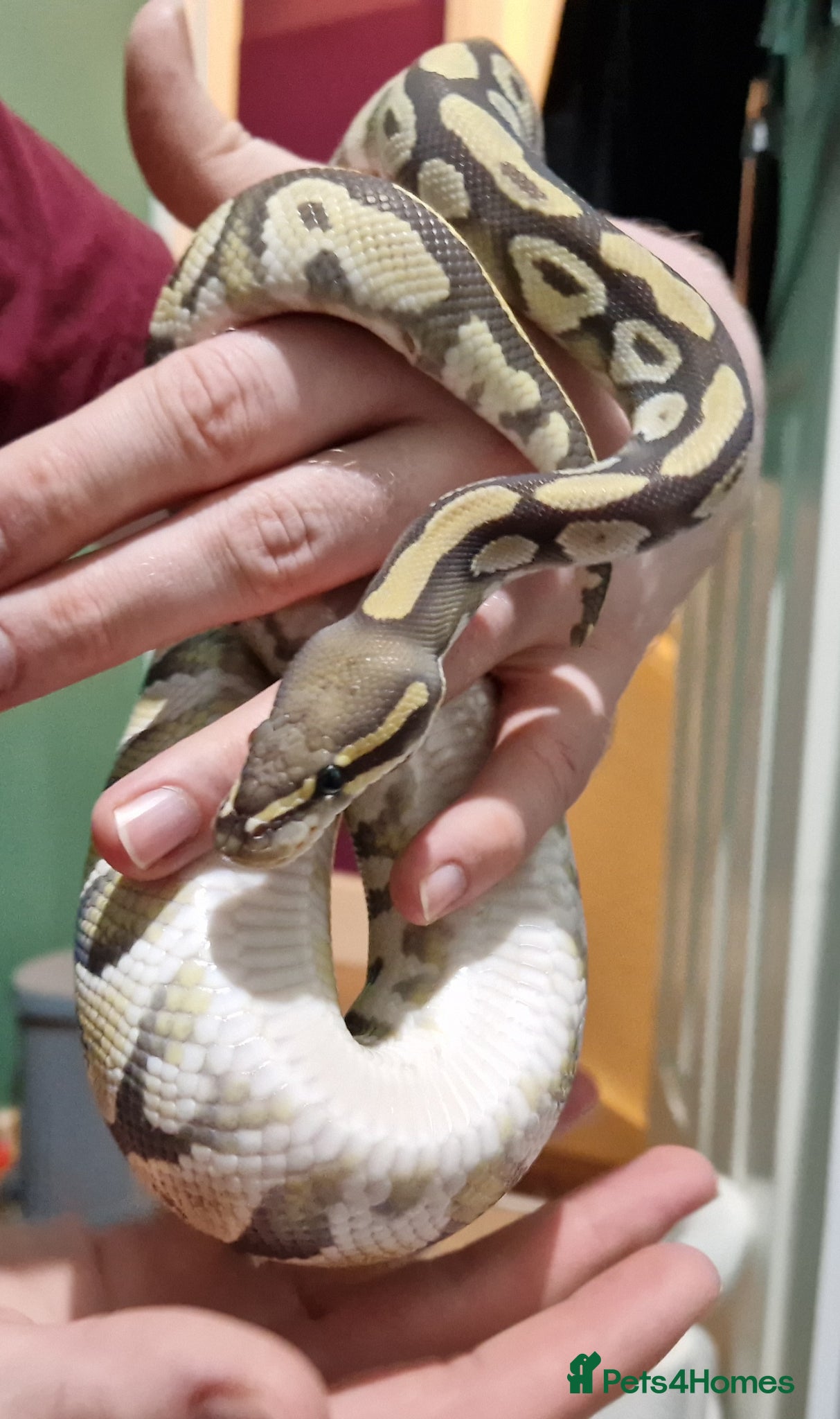 Python Snake reptiles Ghost mojave make ball python - Advert 1