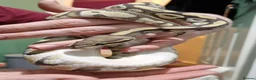 Python Snake reptiles for sale: Ghost mojave make ball python - Advert 1