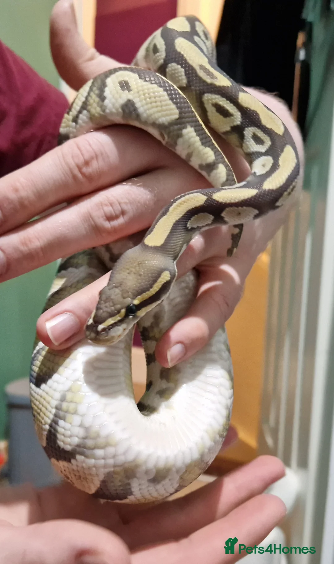 Python Snake reptiles for sale: Ghost mojave make ball python - Advert 1