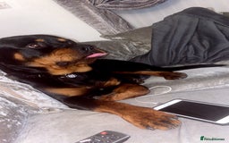 Rottweiler dogs for sale: Dave.  - Advert 4