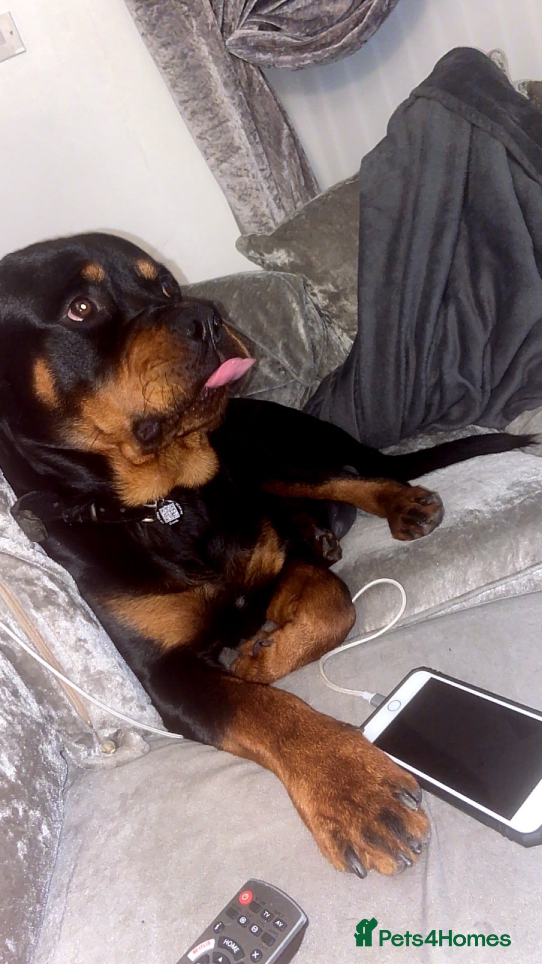 Rottweiler dogs for sale: Dave.  - Advert 4