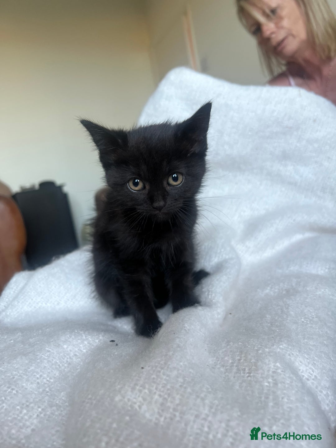 British Shorthair cats for sale: British blue kittens  - Image 5