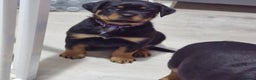Rottweiler dogs for sale: QUALITY FEMALES AVALIBLE NOW (all sold)   - Advert 38