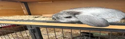 Mixed Breed rabbits for sale: Various rabbits for sale  - Advert 5