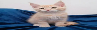 Maine Coon 1