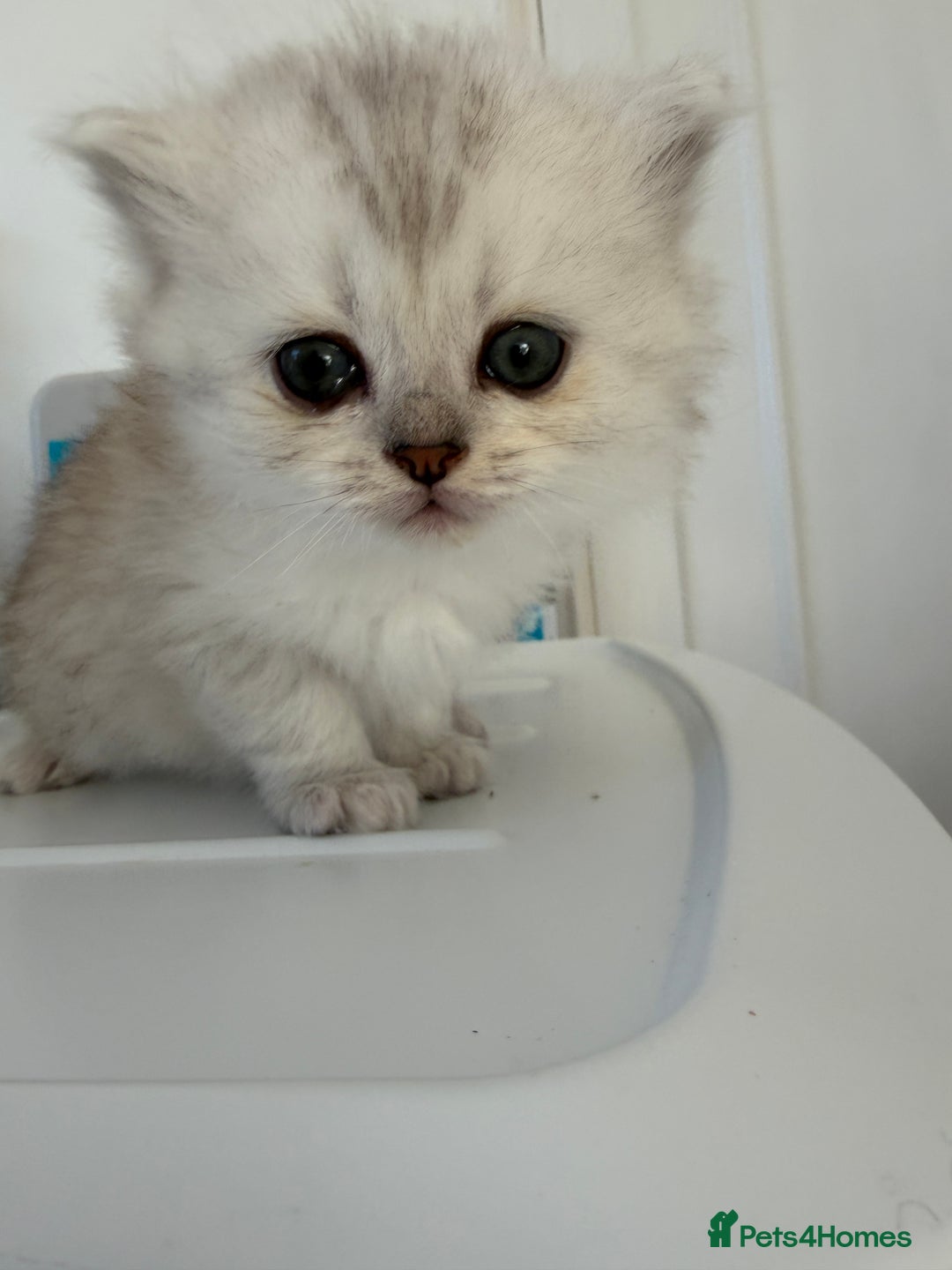 Scottish Fold cats for sale: Scottish fold/straight boy kitten - Advert 5